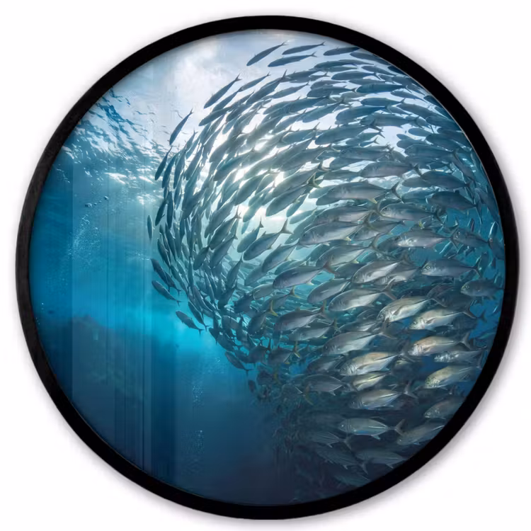 Vis - School - Oceaan - Natuur - Blauw Fotolijst rond zonder passe partout klein -3d