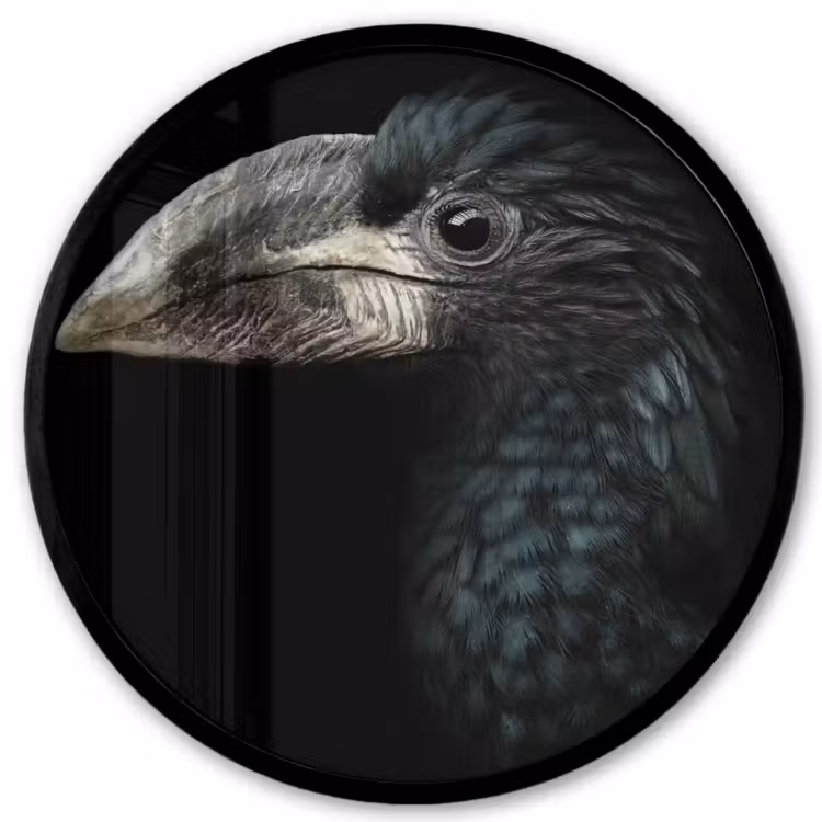 Vogel - Portret - Neushoornvogel - Zwart - Dieren Fotolijst rond zonder passe partout klein -3d