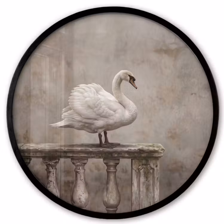 Zwaan - Elegant - Dieren - Wit Fotolijst rond zonder passe partout klein -3d