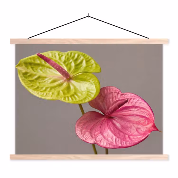 Planten - Anthurium - Groen - Roze textielposter latten blank klein -3d