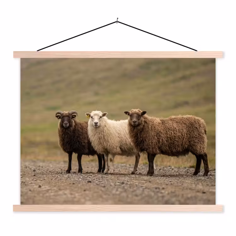 Schapen - Bruin - Wit - Grindpad textielposter latten blank klein -3d