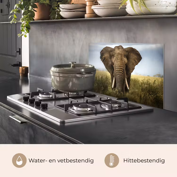 Olifant - Natuur - Gras - Dieren - Landschap keuken achterwand spatscherm klein -usp_NL