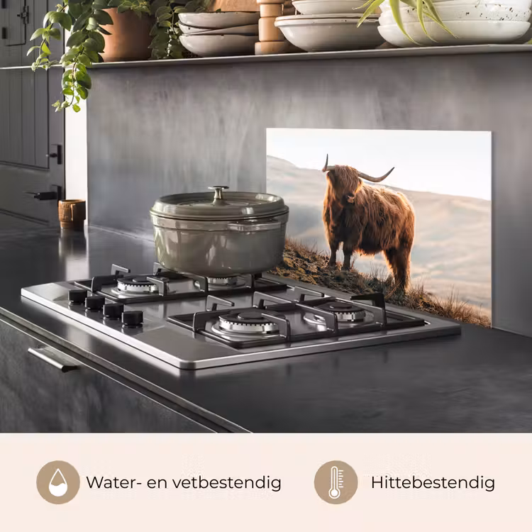 Schotse hooglander - Dieren - Landelijk - Landschap - Koe - Natuur keuken achterwand spatscherm klein -usp_NL