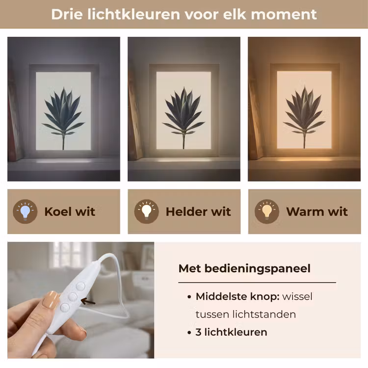 Agaveplant - Symmetrisch - Groen Light Box met kabel (Tafellamp) klein -USP_lichtkleurNL