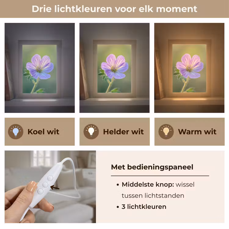 Bloem - Close up - Paars Light Box met kabel (Tafellamp) klein -USP_lichtkleurNL