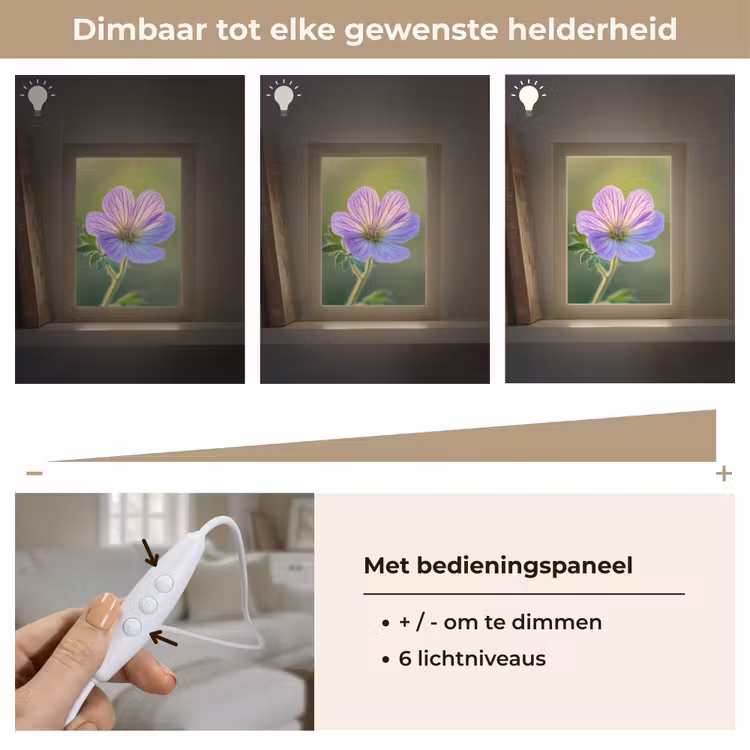 Bloem - Close up - Paars Light Box met kabel (Tafellamp) klein -USP_dimbaarNL