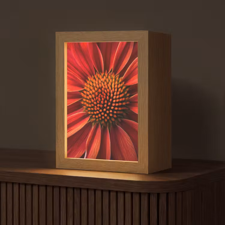 Close up - Bloem- Rood Light Box met kabel (Tafellamp) klein -z3d_website