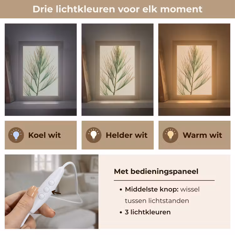 Dennentak - Naaldvormige bladeren - Lichtgroen Light Box met kabel (Tafellamp) klein -USP_lichtkleurNL