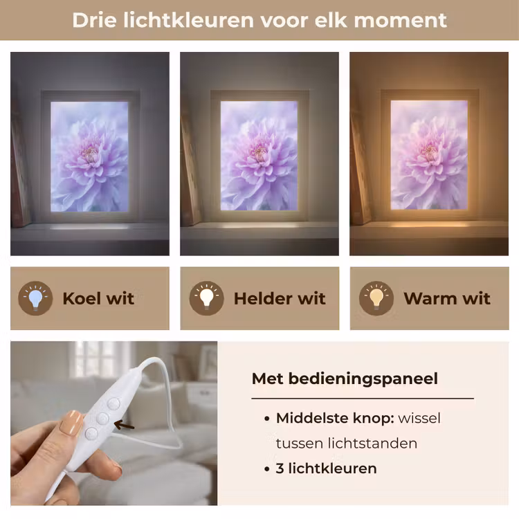 Paars - Dahlia - Dromerig Light Box met kabel (Tafellamp) klein -USP_lichtkleurNL