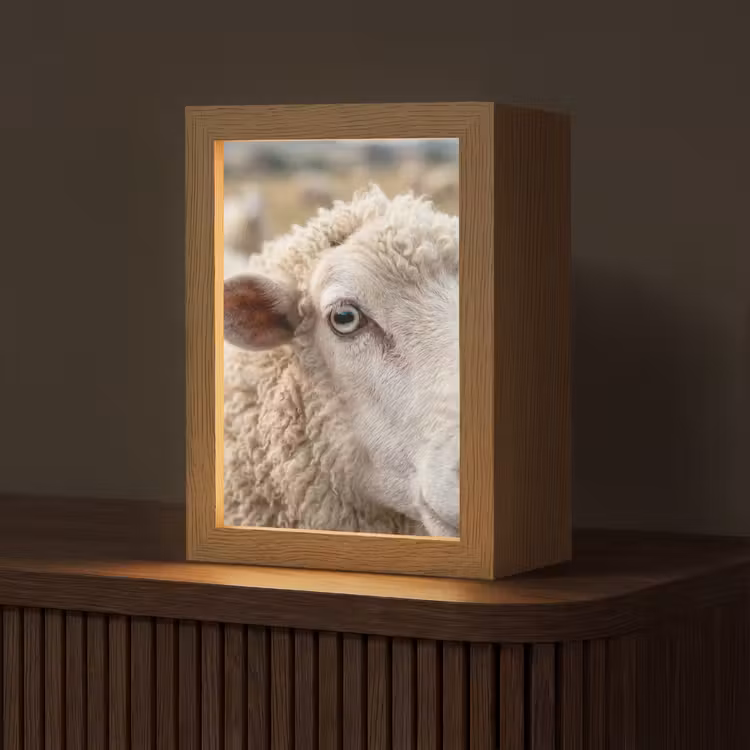 Schaap - Oog - Wit Light Box met kabel (Tafellamp) klein -z3d_website