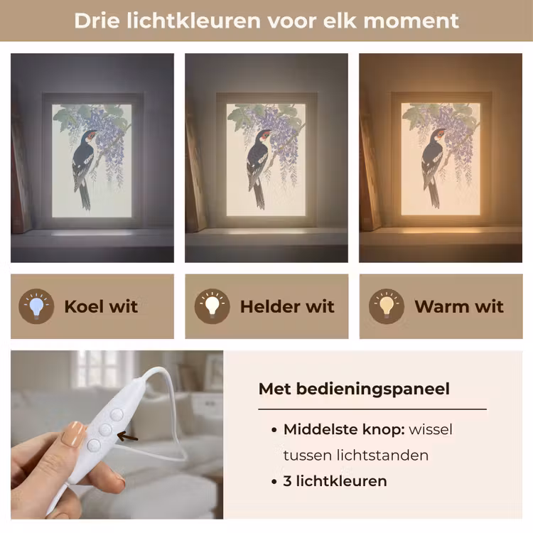 Specht - Bloemen - Paars Light Box met kabel (Tafellamp) klein -USP_lichtkleurNL