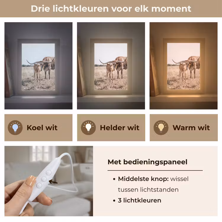 Texas Longhorn - Kalf - Weide - Dieren Light Box met kabel (Tafellamp) klein -USP_lichtkleurNL