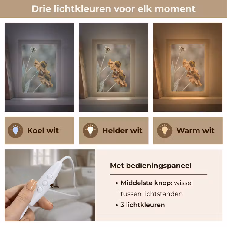 Zonnehoed - Droogbloemen - Geel - Warm Light Box met kabel (Tafellamp) klein -USP_lichtkleurNL