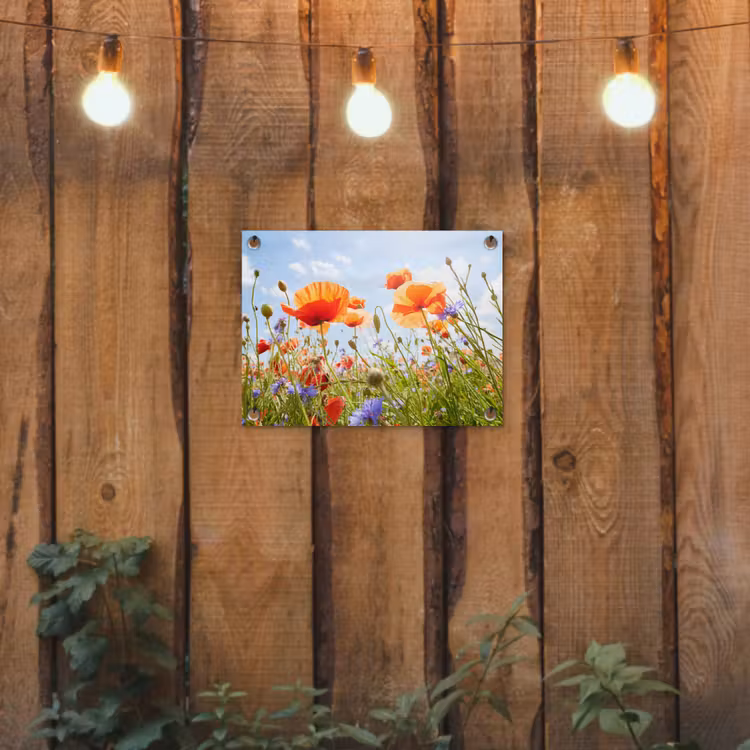 Bloemen - Klaproos - Lente - Natuur - Rood - Blauw tuinposter los doek klein -sfeer1