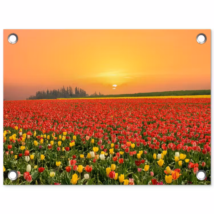 Bloemen - Landschap - Tulpen - Zonsondergang tuinposter los doek klein -3d