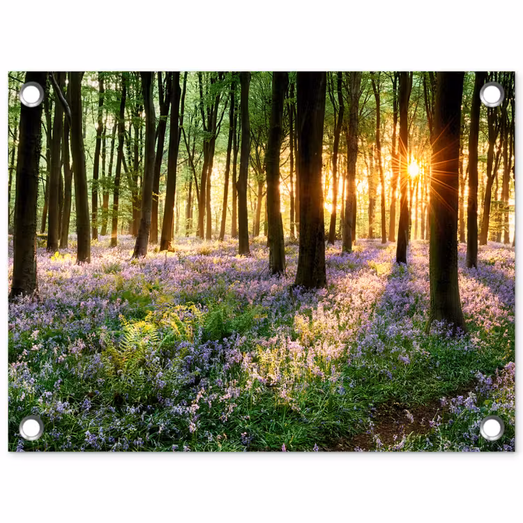 Bos met blauwe hyacinten bij zonsopgang tuinposter los doek klein -3d