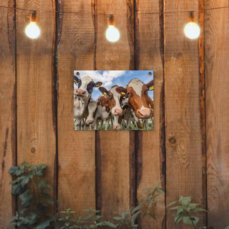 Bruin-witte koeien in de wei tuinposter los doek klein -sfeer1