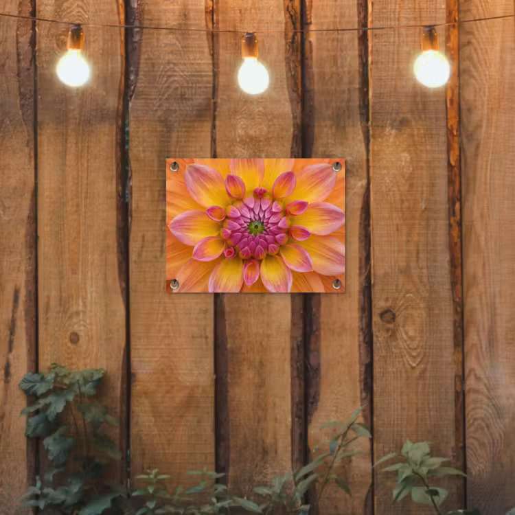 Dahlia - Bloem - Oranje tuinposter los doek klein -sfeer1