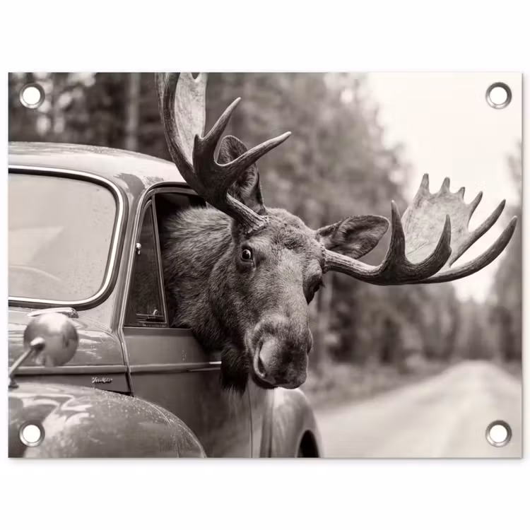 Eland - Auto - Gewei - Zwart - Wit tuinposter los doek klein -3d