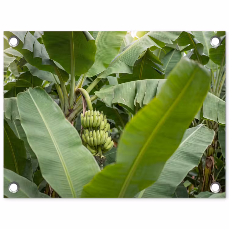 Eten - Bananen - Plantage - Groen tuinposter los doek klein -3d