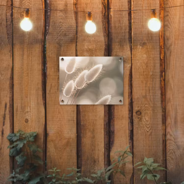 Hazestaartgras - Wit - Zonlicht tuinposter los doek klein -sfeer1
