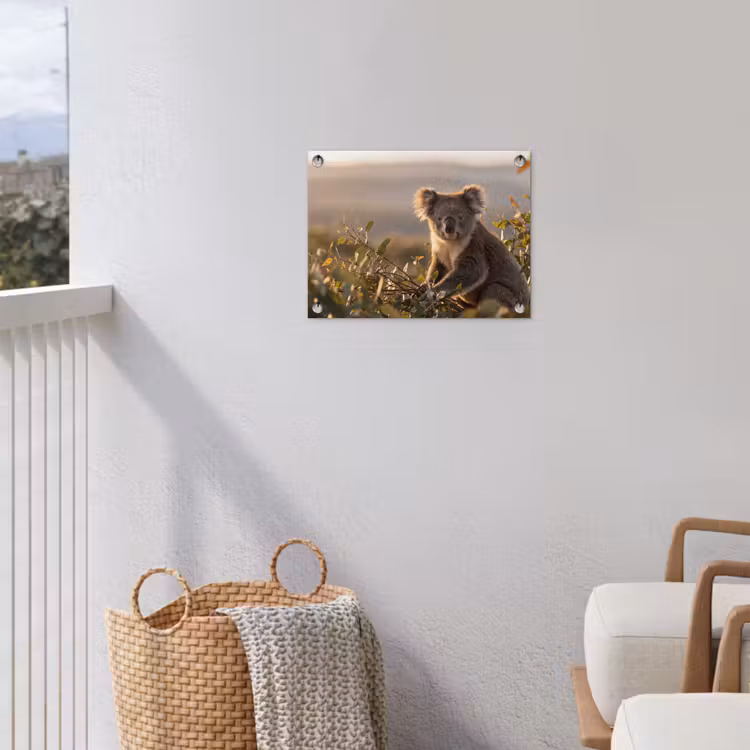 Koala - Bladeren - Ochtendlicht tuinposter los doek klein -sfeer8