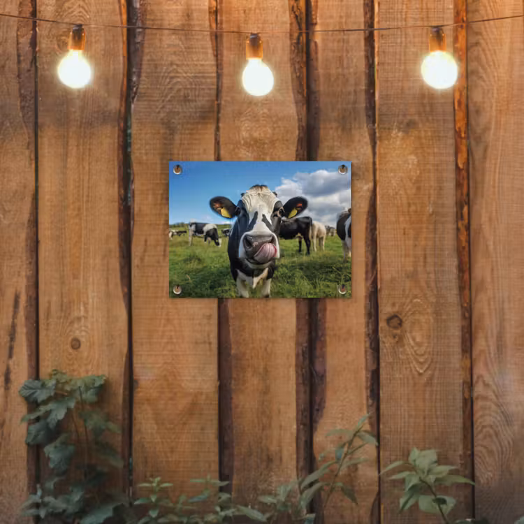 Koe - Tong - Weide tuinposter los doek klein -sfeer1