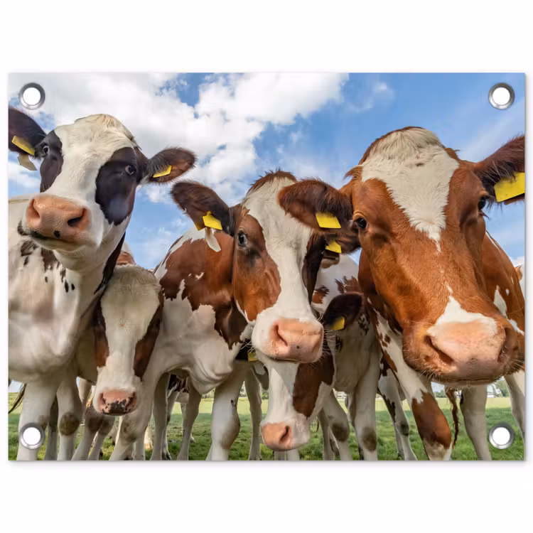 Koeien - Dieren - Weiland - Natuur tuinposter los doek klein -3d