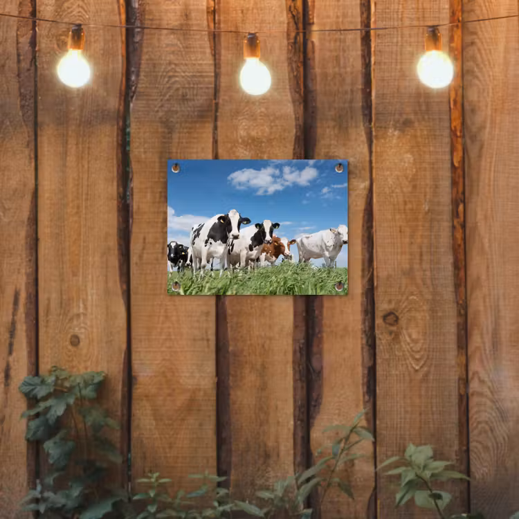 Koeien in de weide tuinposter los doek klein -sfeer1