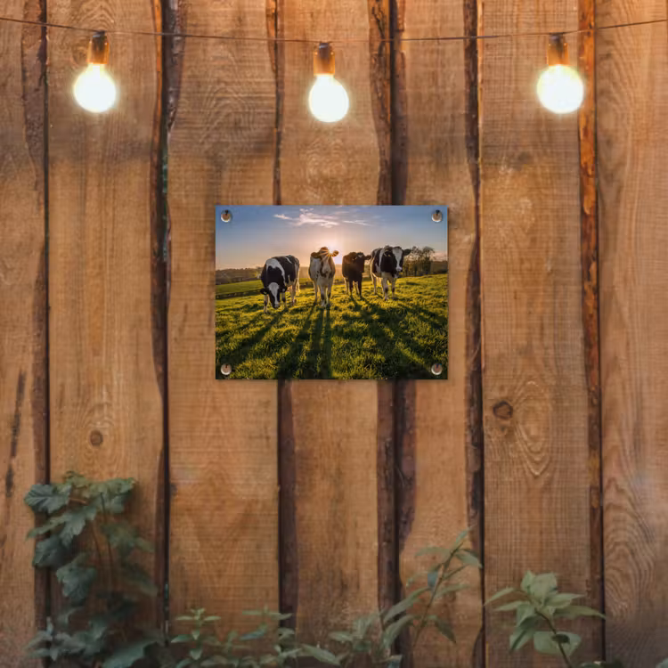 Koeien - Zon - Gras - Dieren - Boerderij tuinposter los doek klein -sfeer1