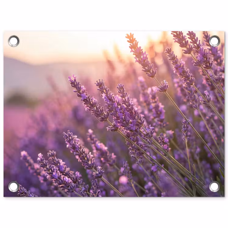 Lavendel - Paars - Zonlicht tuinposter los doek klein -3d