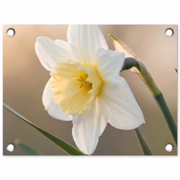 Narcis - Bloem - Minimalistisch tuinposter los doek klein -3d
