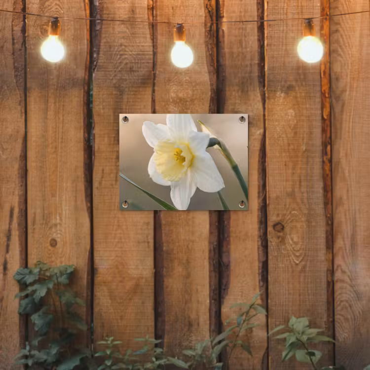 Narcis - Bloem - Minimalistisch tuinposter los doek klein -sfeer1
