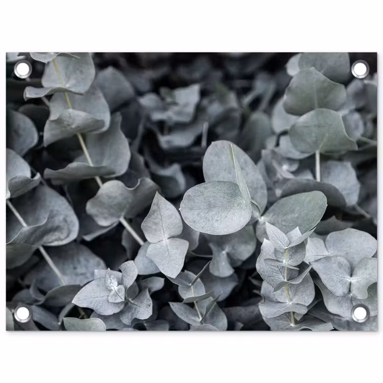 Natuur - Planten - Eucalyptus - Bladeren tuinposter los doek klein -3d