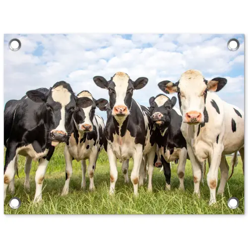 Nieuwsgierige koeien in de wei tuinposter los doek klein -3d