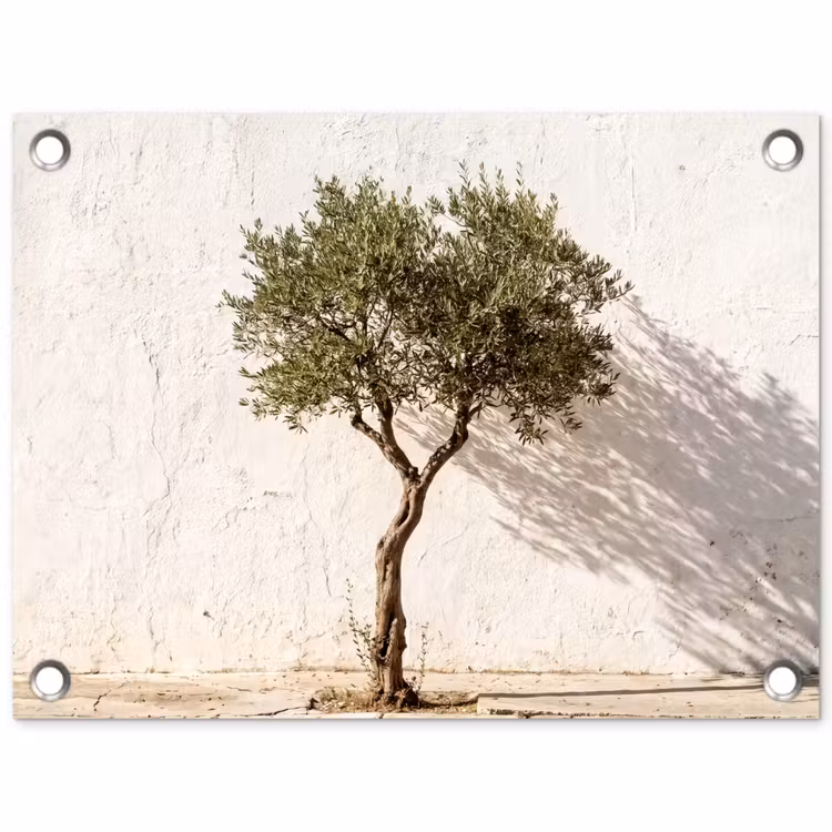 Tuinposter - Olijfboom - muur - wit - Olijfboom - muur - wit tuinposter los doek klein