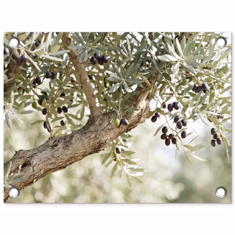 Tuinposter - Olijfboom - tak - groen - Olijfboom - tak - groen tuinposter los doek klein