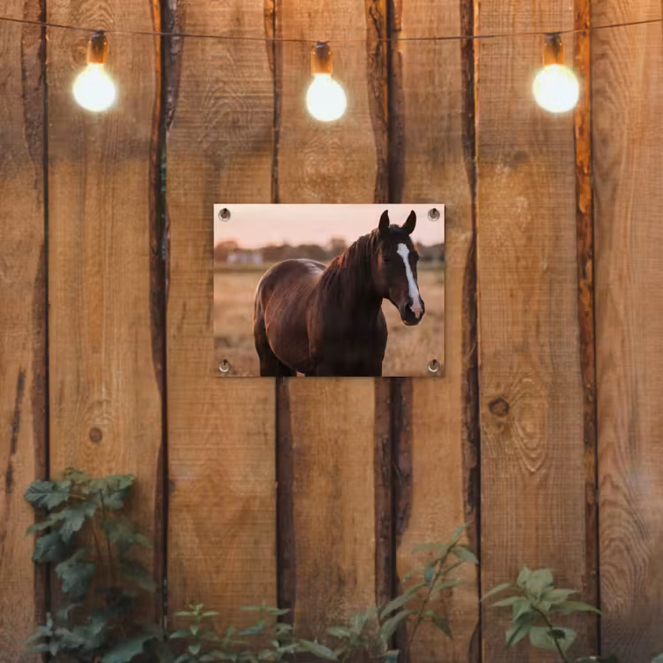 Paard - Zonsondergang - Bruin tuinposter los doek klein -sfeer1