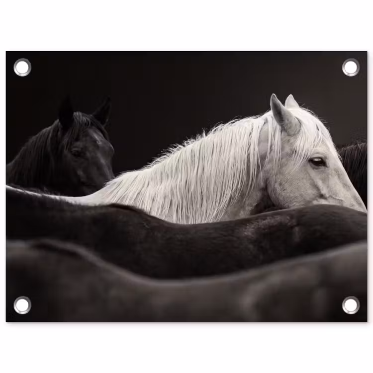 Paarden - Zwart - Wit - Kudde tuinposter los doek klein -3d