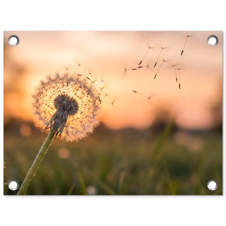 Paardenbloem - Zonsondergang - Veld tuinposter los doek klein -3d