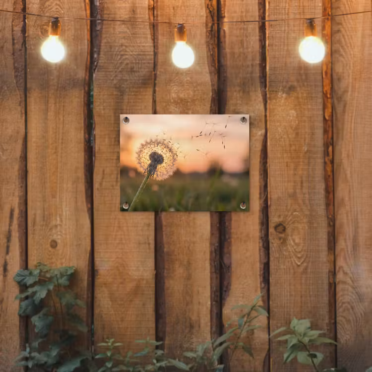 Paardenbloem - Zonsondergang - Veld tuinposter los doek klein -sfeer1