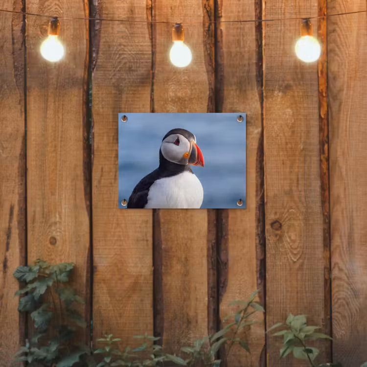 Papegaaiduiker - Portret - Natuur tuinposter los doek klein -sfeer1