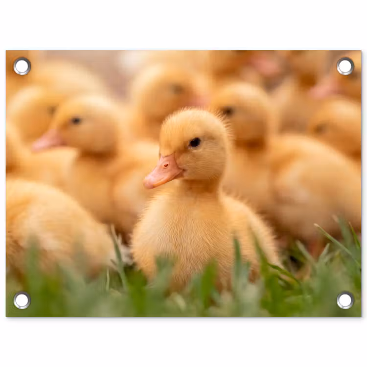 Pijltje - Eend - Natuur - Geel tuinposter los doek klein -3d
