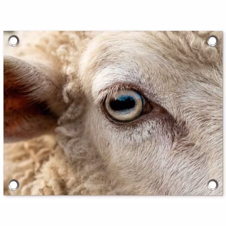 Schaap - Oog - Wit tuinposter los doek klein -3d