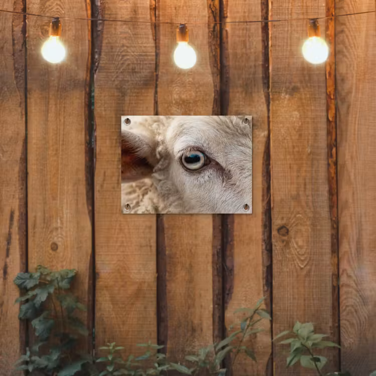 Schaap - Oog - Wit tuinposter los doek klein -sfeer1