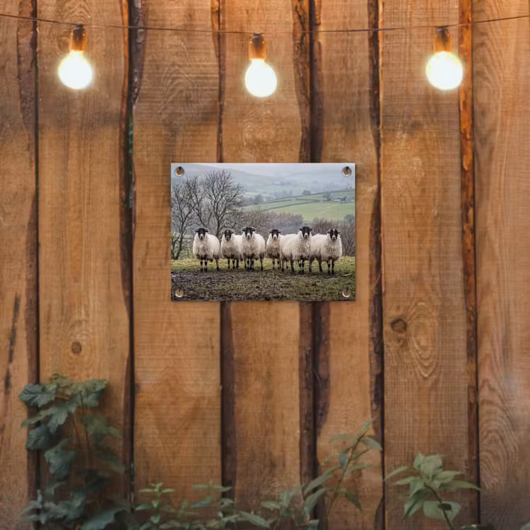 Schapen - Rij - Weide - Dieren - Platteland tuinposter los doek klein -sfeer1
