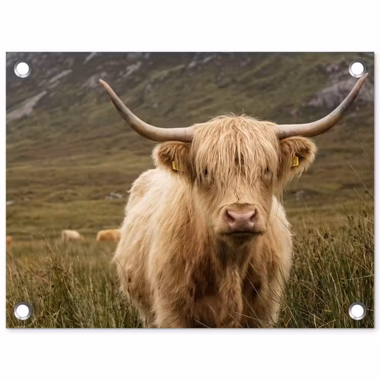 Schotse hooglander - Bergen - Grasveld tuinposter los doek klein -3d