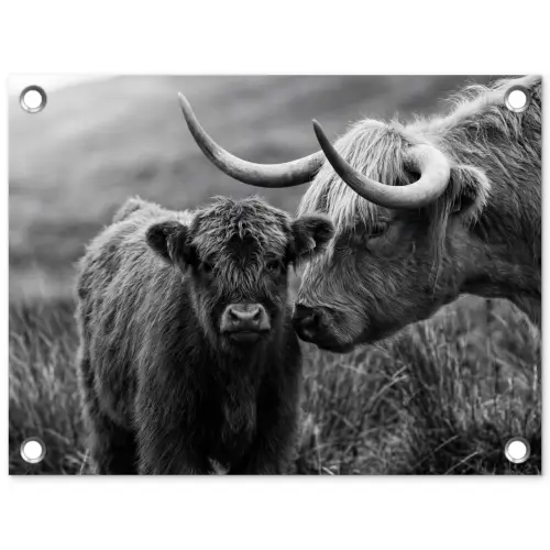 Schotse hooglander - Kalf - Zwart - Wit tuinposter los doek klein -3d
