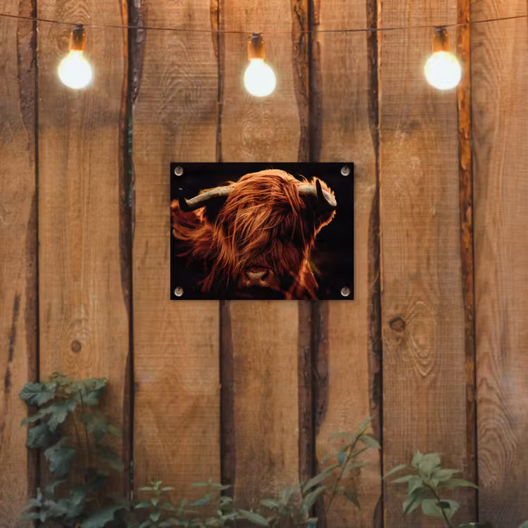 Schotse hooglander - Koe - Hoorns - Portret - Dieren tuinposter los doek klein -sfeer1