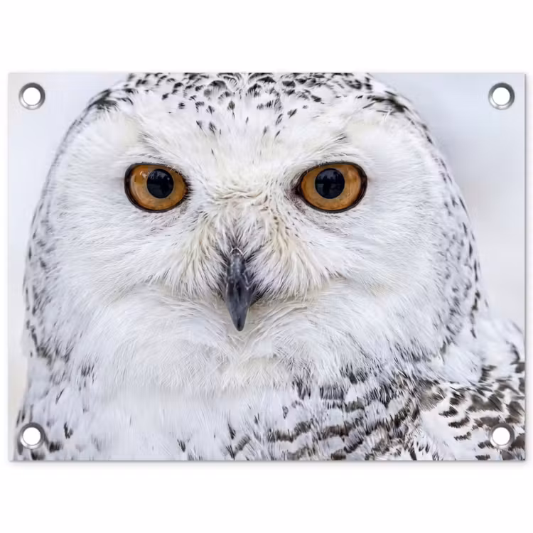 Sneeuwuil - Oog - Wildlife - Wit tuinposter los doek klein -3d